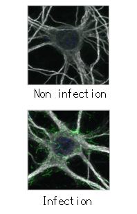 Fluorescent_Clone132_22L